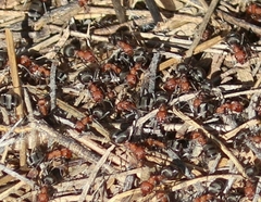 Formica propinqua