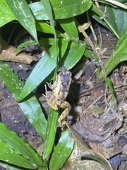 Craugastor stejnegerianus