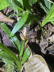 Craugastor stejnegerianus