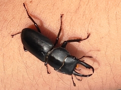 Dorcus striatipennis striatipennis