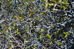 Litocala sexsignata