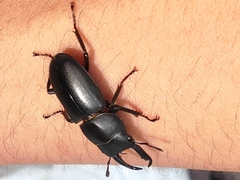 Dorcus striatipennis striatipennis