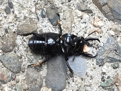 Dorcus striatipennis striatipennis