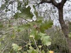 Quercus × macdonaldii