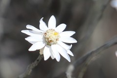 Argentipallium tephrodes