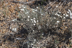 Argentipallium tephrodes