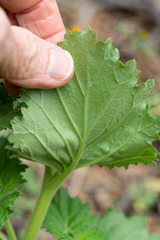 Phacelia viscida albiflora