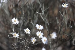 Argentipallium tephrodes