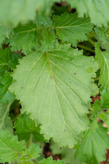 Phacelia viscida albiflora