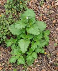 Phacelia viscida albiflora