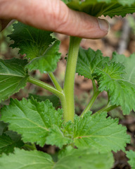 Phacelia viscida albiflora