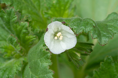 Phacelia viscida albiflora