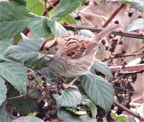 White-throated Sparrow photographed in Washington