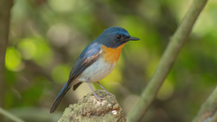 Cyornis sumatrensis