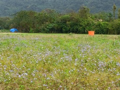 Ageratum houstonianum