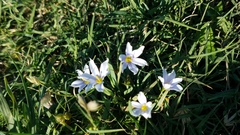 Sisyrinchium albidum