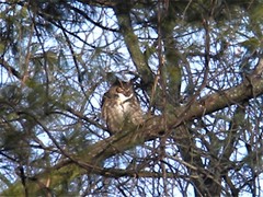 Bubo virginianus virginianus