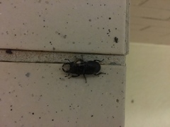 Lucanidae