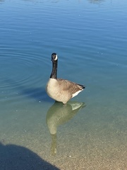 Branta canadensis