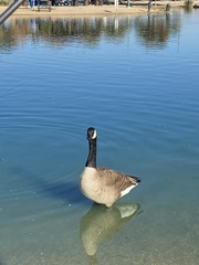 Branta canadensis