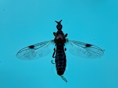 Dilophus occipitalis