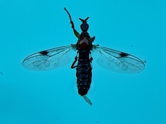 Dilophus occipitalis