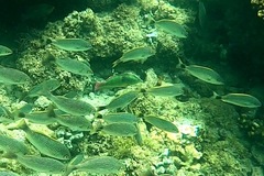 Halichoeres chierchiae