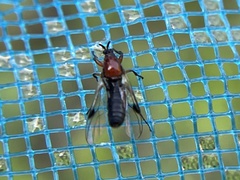 Dilophus occipitalis