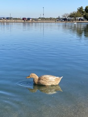 Anas platyrhynchos domesticus