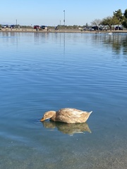 Anas platyrhynchos domesticus