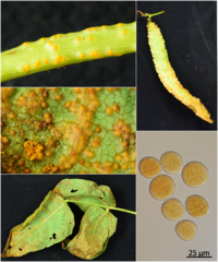 Synchytrium psophocarpi