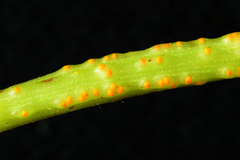 Synchytrium psophocarpi