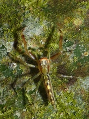 Itata completa
