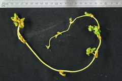 Synchytrium psophocarpi