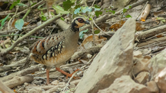 Arborophila brunneopectus