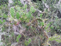 Opuntia arechavaletae
