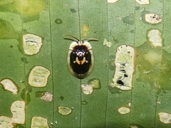 Aslamidium semicirculare