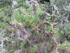Opuntia arechavaletae