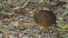 Tropicoperdix chloropus