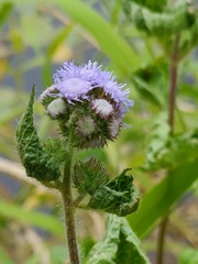 Ageratum houstonianum