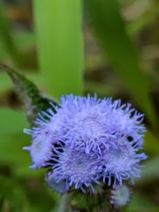 Ageratum houstonianum