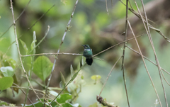 Schistes albogularis