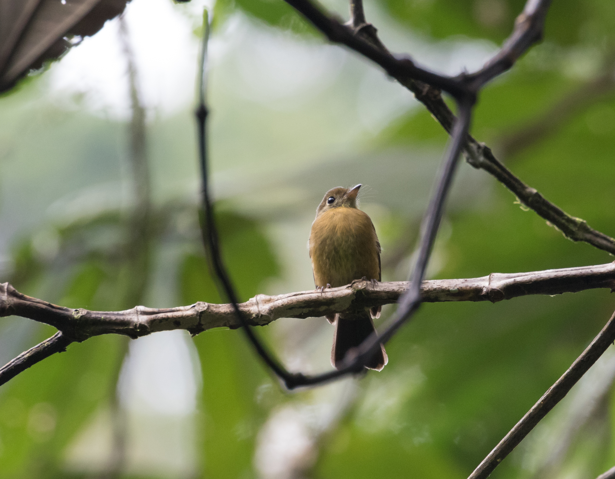 Tawny-breasted Myiobius (Myiobius villosus), photo 2