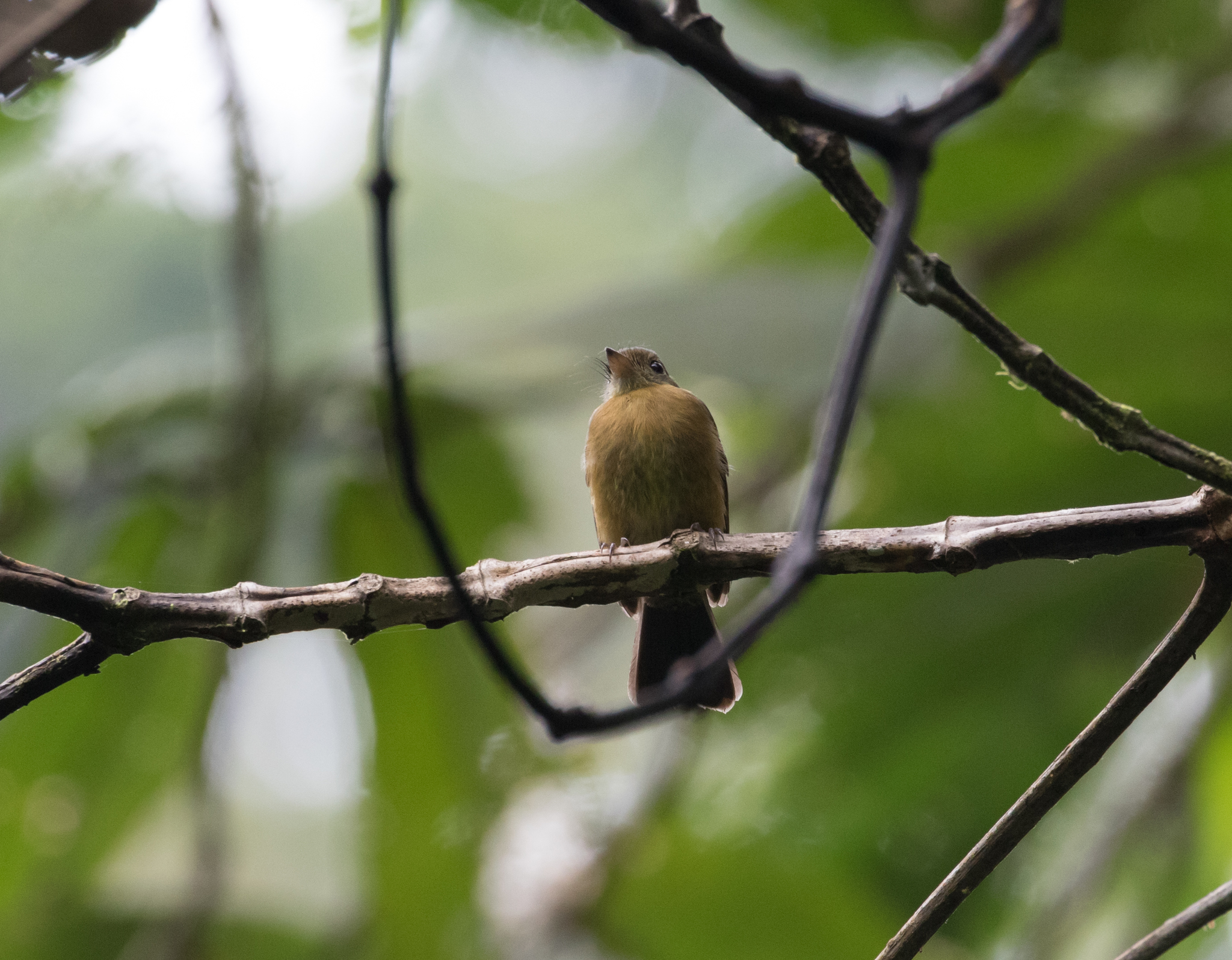 Tawny-breasted Myiobius (Myiobius villosus), photo 3