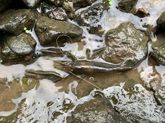 Macrobrachium asperulum