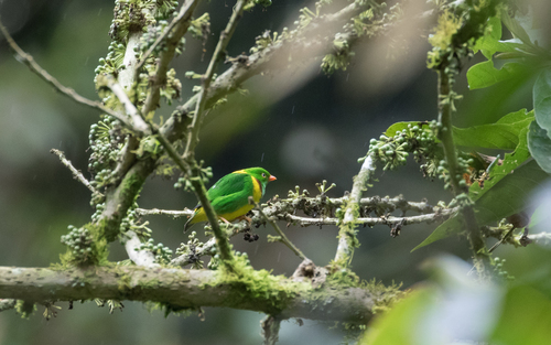 Yellow-collared Chlorophonia (Chlorophonia flavirostris), photo 6