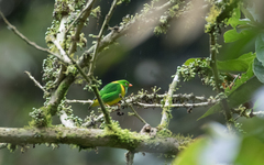 Chlorophonia flavirostris