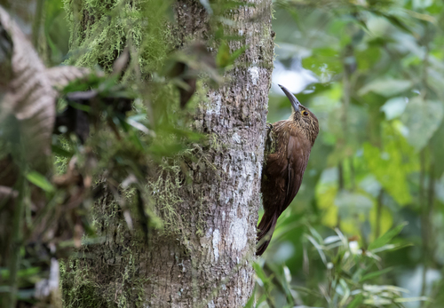 Strong-billed Woodcreeper (Xiphocolaptes promeropirhynchus), photo 9
