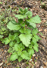 Phacelia viscida albiflora