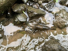 Macrobrachium asperulum